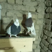 یک جفت کفتر طوقی سیا و سورخ