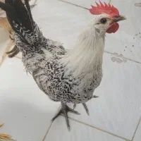 خروس براکل