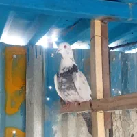 کبوتر غریبگیری