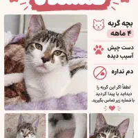 گربه گمشده