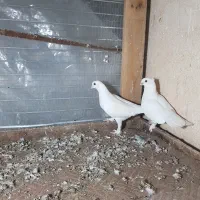 یک جفت کفتر سفید پاک