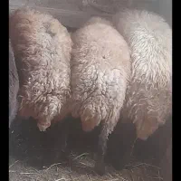 بره زنده نر و ماده