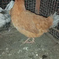 مرغ محلی اصل