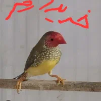 فنچ ستاره ای
