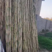 نی درشت|عمدهفروشی|سنگدوین, |دیوار