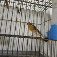 سره قناری دهن لر|پرنده|محمدشهر, محمدشهر|دیوار