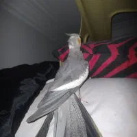 جفت مولد  جهت معاوضه