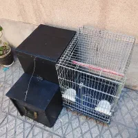 قفس ۱۰۳۳  و لونه