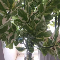 بنجامین ابلق ریشه زده آماده کاشت