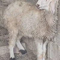 بز،بلوچی سه قلو زا با کهره نر،۳بره ماده|حیوانات مزرعه|وحدتیه, |دیوار