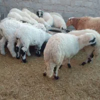 فروش بره پرواری|حیوانات مزرعه|رفسنجان, |دیوار