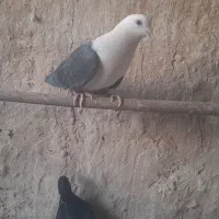 کبوتر  کل سفید ماده|پرنده|قم, کیوانفر|دیوار