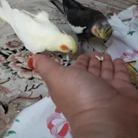عروس هلندی دستی   باجوجه