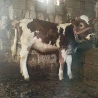 گوساله ماده اصل