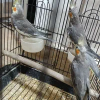 عروس هلندی