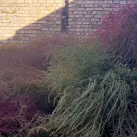 جارو بزرگ  (چارخ)|لوازم نظافت|قیدار, |دیوار