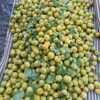 ههرمه ناسکه، جوان، عمده و کیلویی|خوردنی و آشامیدنی|آرمرده, |دیوار