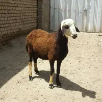بره نر