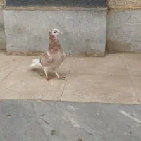 کفتر  آبادان شازده|پرنده|قم, انصار‌الحسین|دیوار