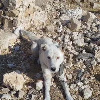 سگ نگهبان عالی برای باغ و حیاط|سگ|جره و بالاده, |دیوار