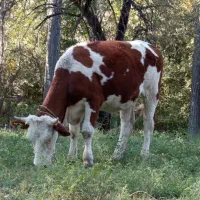 سیمینتال مونت