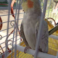 3تا عروس هلندی یکی نر 2تا ماده|پرنده|سنگر, |دیوار