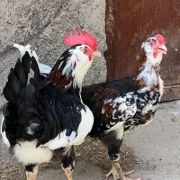 خروس گلین لری
