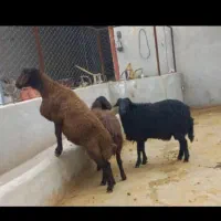 ۵همو ۲۰۰ملیون ۲هترو ۵۰ ملیون نر ژندار.سیاه وسرخ|حیوانات مزرعه|جوادآباد, |دیوار