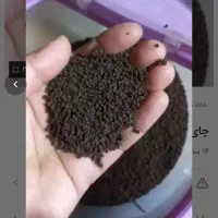چای کله مورچه ی معطر|خوردنی و آشامیدنی|اهواز, کمپلو جنوبی|دیوار