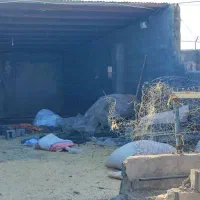 ۱۰۰۰متر دامداری|فروش دفتر صنعتی، کشاورزی، تجاری|نیشابور, مازول|دیوار