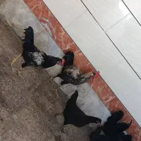 مرغ خروس|حیوانات مزرعه|بندر امام خمینی, |دیوار