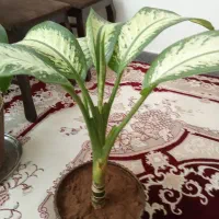 گل‌های دیفن شاداب و سرحال قیمت 400|گل و گیاه طبیعی|داراب, |دیوار