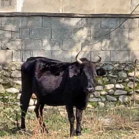 گاو جوان ابستن ۸ ماه