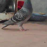 کبوتر پلاکی|پرنده|خرمشهر, |دیوار