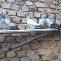 کبوتر پاکستانی|پرنده|ماهدشت, |دیوار