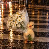 سیم کارت