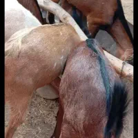 نری و گیسه فروشی|حیوانات مزرعه|قشم, |دیوار