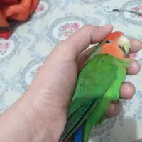 طوطی برزیلی سبز ۳۰میلیون مژدگانی
