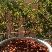 خرما برحی خوزستان درشت و خوشمزه