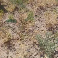 نیازمند کارگر برای چیدن نخود