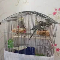 عروس هلندی|پرنده|کرج, مهرویلا جنوبی|دیوار