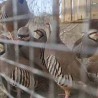 جوجه محلی و بلدرچین و کبوتر|حیوانات مزرعه|جیرفت, |دیوار