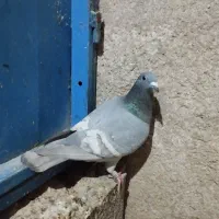 پلاکی رگ سفید