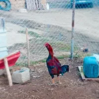 معاوظه با مرغ محلی|حیوانات مزرعه|صومای برادوست, |دیوار