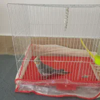 عروس هلندی نر با قفس|پرنده|مشهد, شهرک مهرگان|دیوار