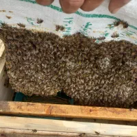 زنبور 6ال 8قاب فول با نژاد خوب