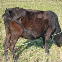 گاو با گوساله ماده