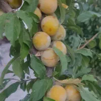 فروش خانه ویلایی ۴۰ متری ۱ خوابه در نوبهار|فروش خانه و ویلا|گلبهار, نوبهار|دیوار
