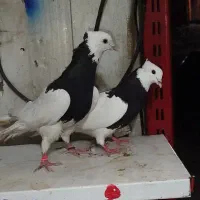 طوقی نروماده