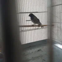 سهره قناری گلبسر نر شلاقی بخونه